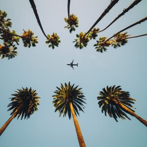 Travel - plane in sky with palm trees